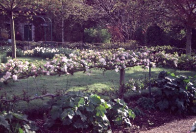 Apple espalier at Giverny