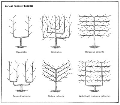 Various forms for espalier