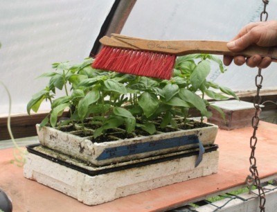 Brushing seedlings