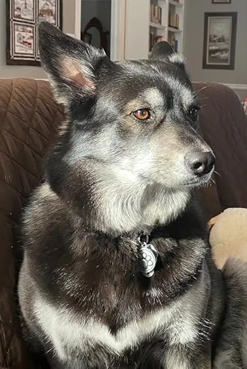 A white and black dog sits on a couch and looks to the camera's right.