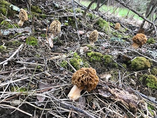 Morels under an old apple tree
