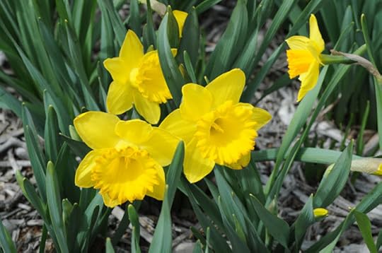 daffodils