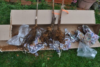 Unpacking a shipment of bare root trees