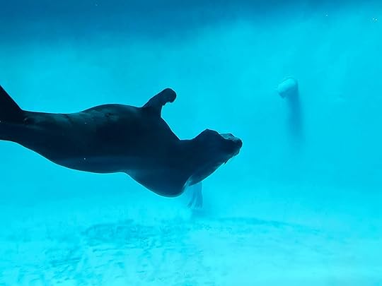 A sealion on a bright blue background