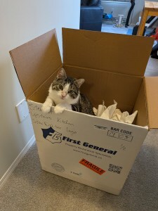 Image is of Skadi perched on the edge of a box of packing paper, looking inquisitively at me