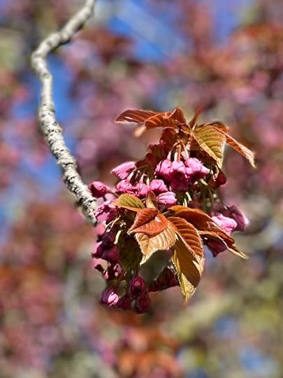 Blue sky against which a grey branc at the tip of which are reddish-green leaves and just-opening pink blossom