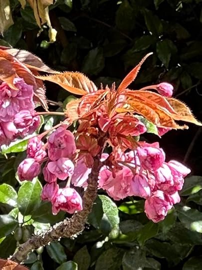 A close up of a bunch of cherry blossom