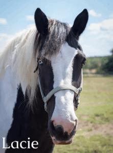 portrait of a piebald mare