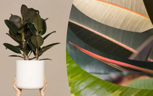 rubber plant