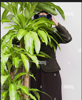 hiding behind plant