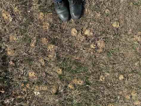 Hopewell Park bees