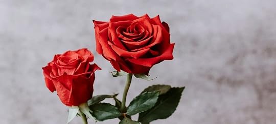 red rose in bloom during daytime