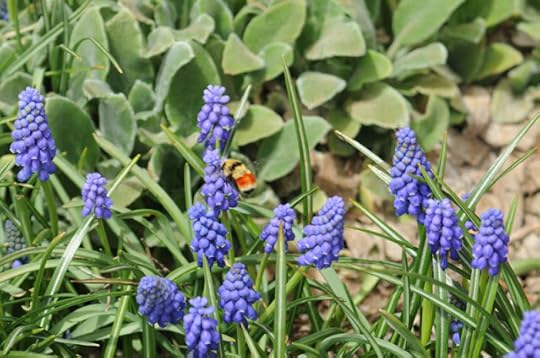 bee on grape hyacinth