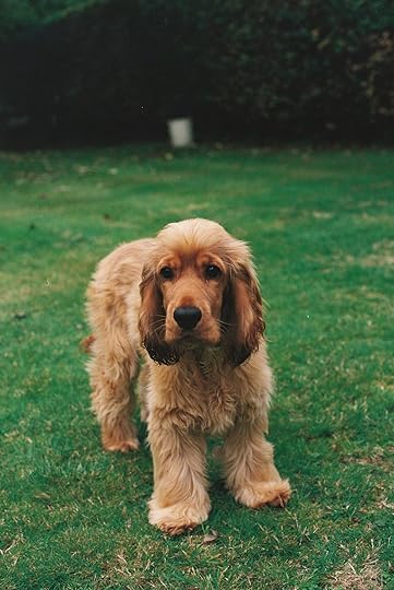 A fluffy golden dog stands on a green lawn.