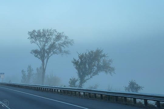 A misty road lined with trees partially obscured by fog, creating an ethereal atmosphere.
