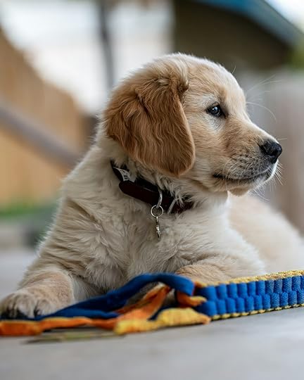 a dog laying on the ground with a leash