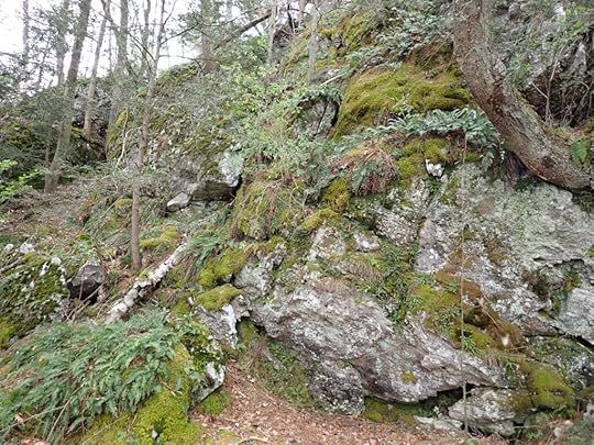 a rocky outcrop covered with mosses, ferns, and lichens