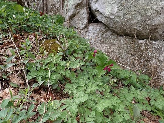 a rocky outcrop with wake robins and dutchman's breeches underneath.