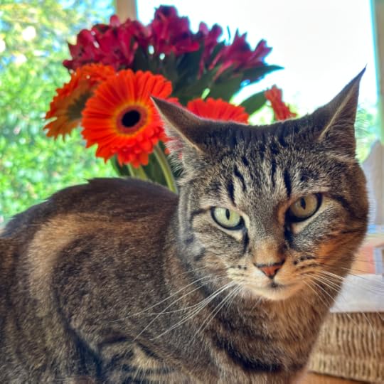 Small tabby cat crouched on a wooden table in front of a vase of orange gerbera daisies and dark red alstroemeria 