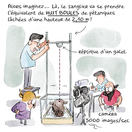 tete-sanglier00031 copie 2