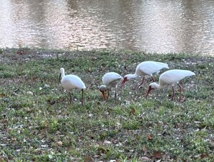 Ibis grazing