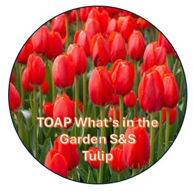 TULIP