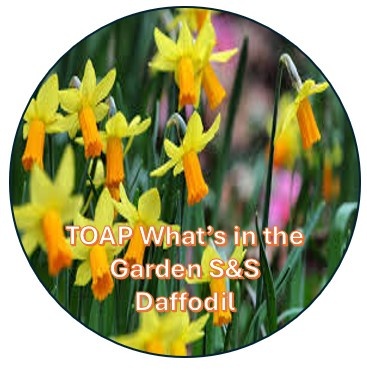 daffodil