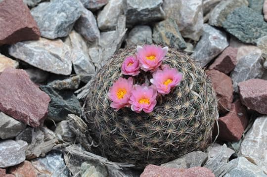 ball cactus with blossoms