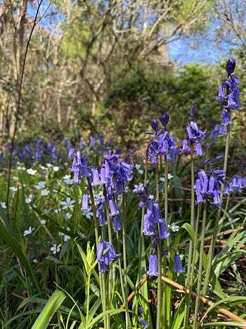 Imogen Clark's Bluebells
