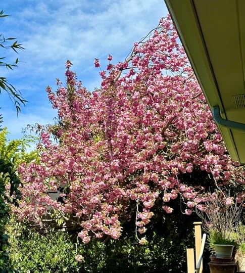Cherry tree in full bloom