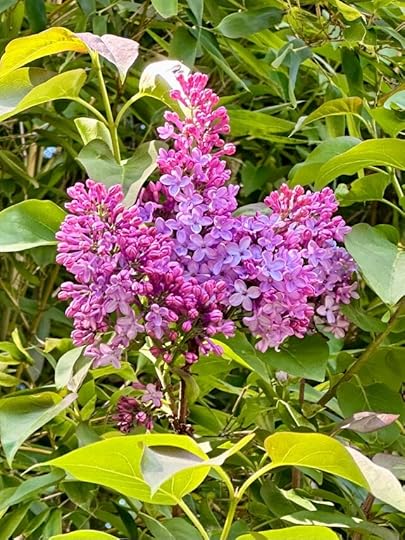 close up of lilac in varying shades of violet, lilac, pink