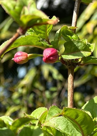 close up of two tight red flower buds