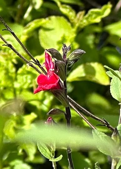 closeup of tiny red fuchsia flower