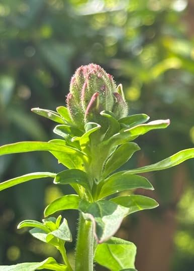 closeup of tall plant with horizontal leaves topped by about-to-bud flowers in the shape of a prickly pineapple