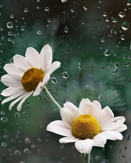 Two white daisies with yellow centers behind a rain-speckled window