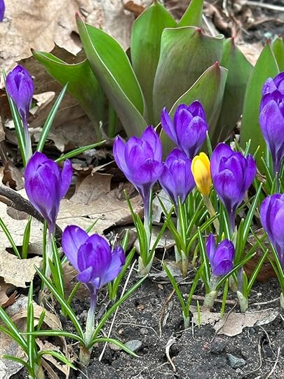 Crocuses