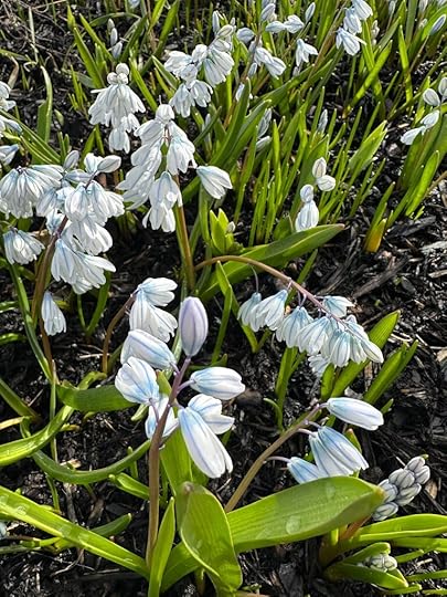 Spring flowers
