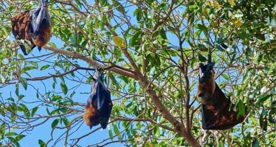 Fruit Bats hanging in trees
