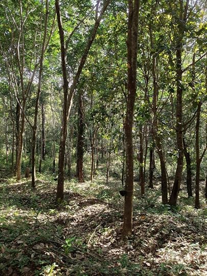 Kathirmudi trek - the rubber trees at the start of the trail.