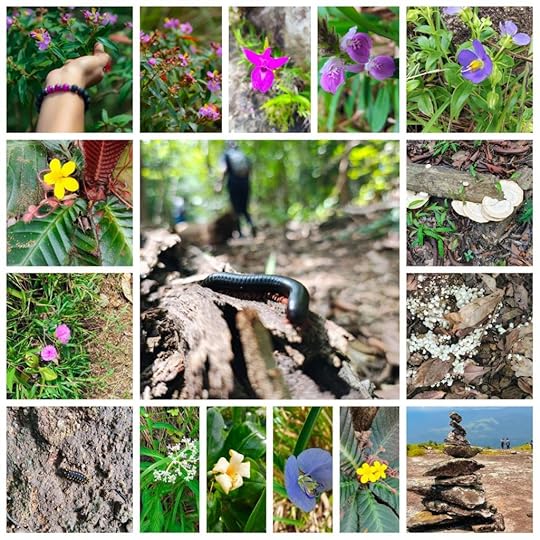 Flora and Fauna of Kathirmudi hills