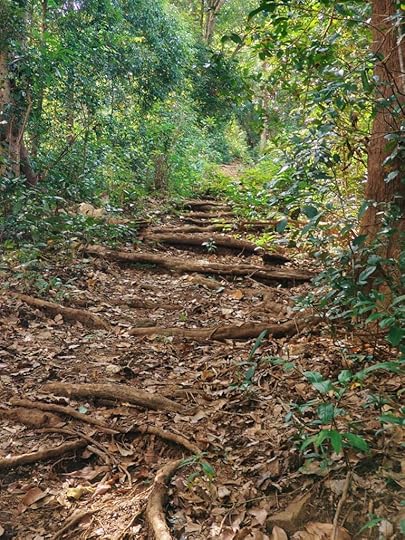 Kathirmudi trek - staircase-like tree-root paths