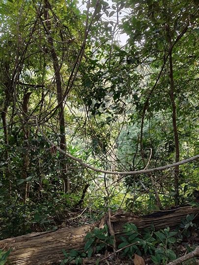 Kathirmudi trek - A tangled, beautiful mess of tree branches, timber, leaves, and creepers.