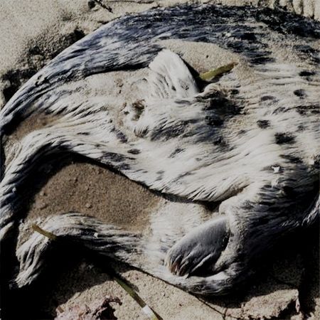This may contain: an animal that is laying down in the sand