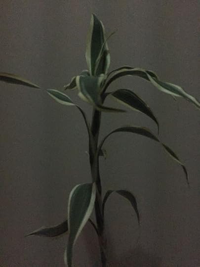 This may contain: a plant with green leaves in a vase