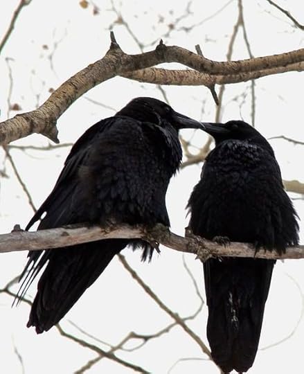 This may contain: two black birds sitting on top of a tree branch next to each other and touching beaks