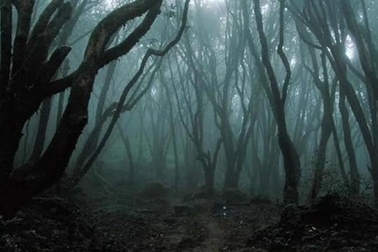 This may contain: a dark forest filled with lots of tall trees