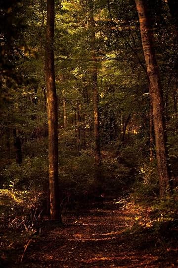 This may contain: a path in the middle of a forest with lots of trees and leaves on it