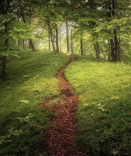 This may contain: a dirt path in the middle of a lush green forest with trees on both sides