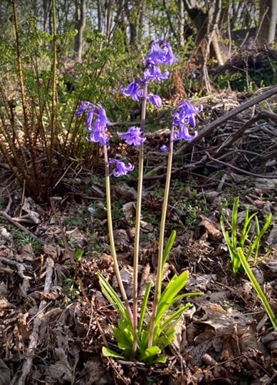 writing a coherent novel among the bluebells
