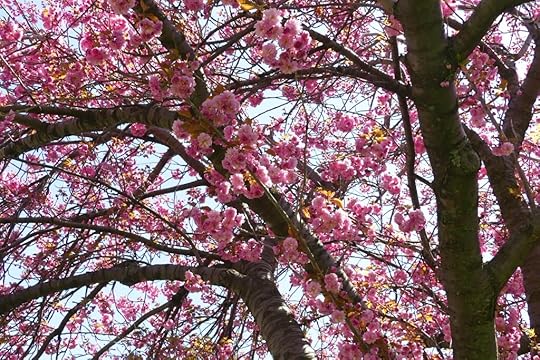 A close-up view of cherry blossom branches filled with pink flowers against a clear blue sky.